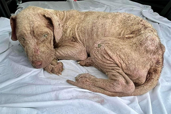 Image of Leo, a dog abandoned and left to die - Deck the Paws paid for his surgery and helped save his life