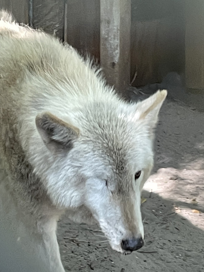 Image of a wolf blind in one eye at the Shy Wolf Sanctuary in Naples Florida