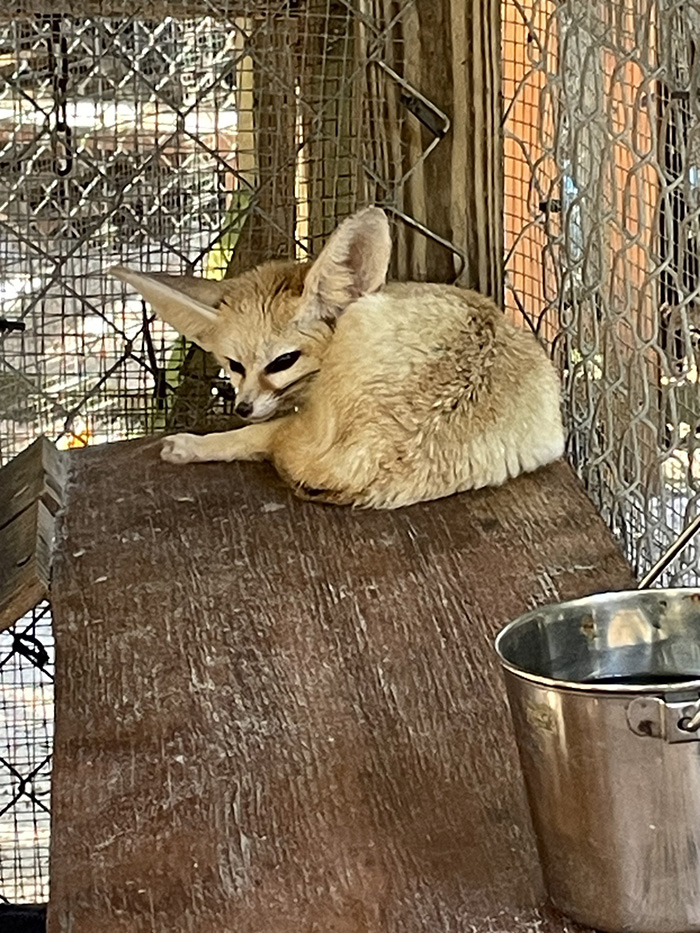 Image of a fox at the Shy Wolf Sanctuary Naples Florida